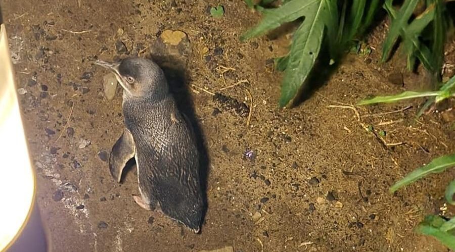 fairy penguin
